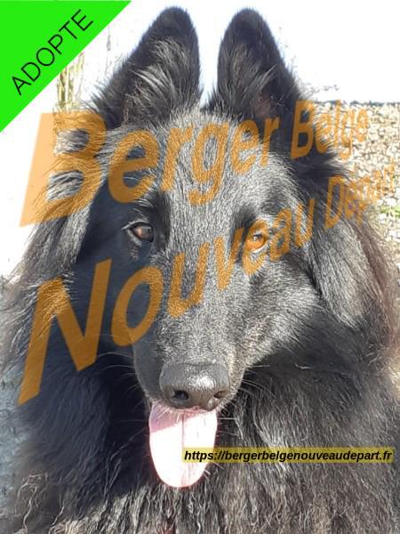 🐾 Oslow – 8 ans – Groenendael cherche famille d’accueil 🐾