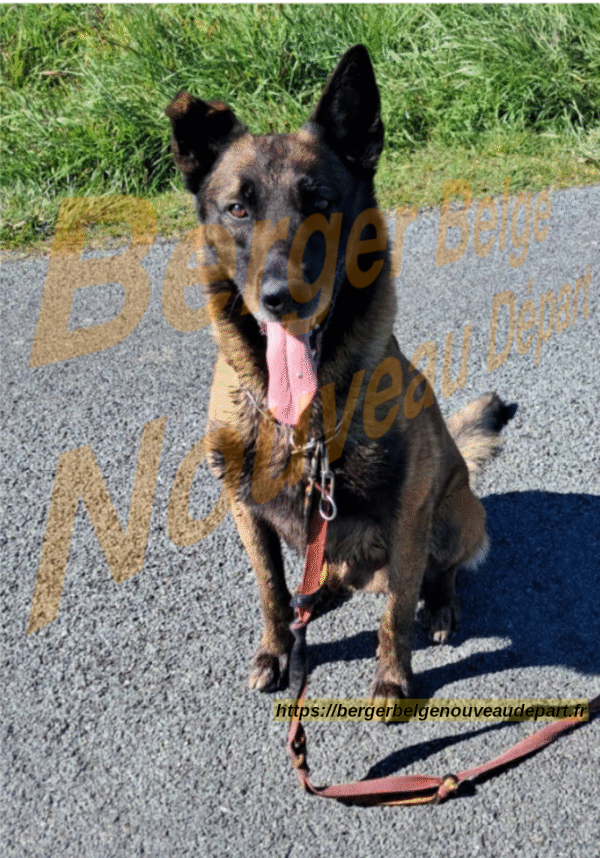Orage, Malinois de 7 ans : Recherche Famille d’Accueil (17)